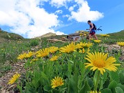 64 Doronicum grandiflorum-Doronico dei macereti